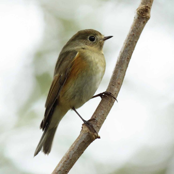 Red-flanked Bluetail