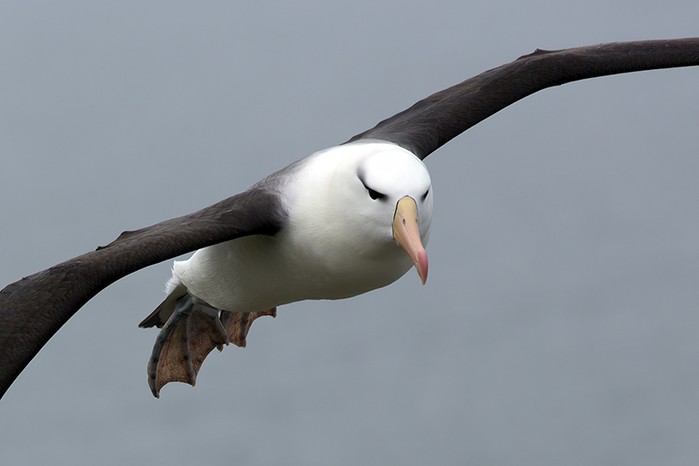 Black-browed Albatross
