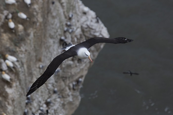 Black-browed Albatross