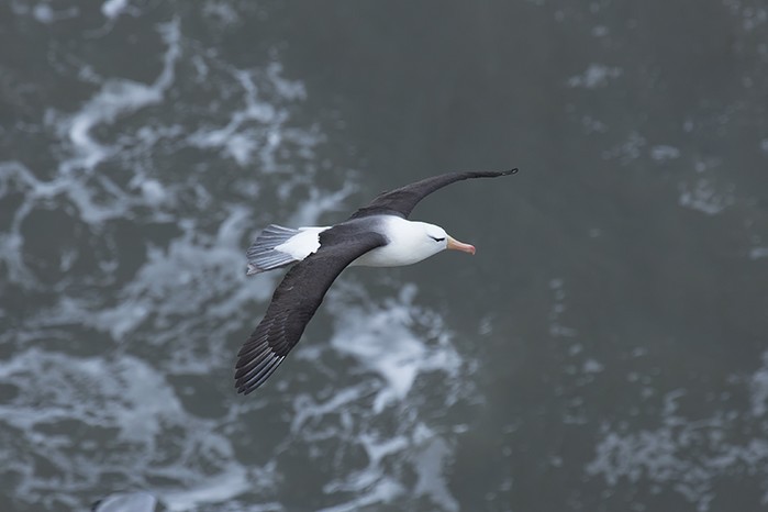 Black-browed Albatross