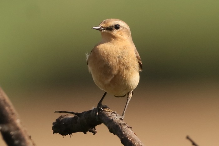Wheatear