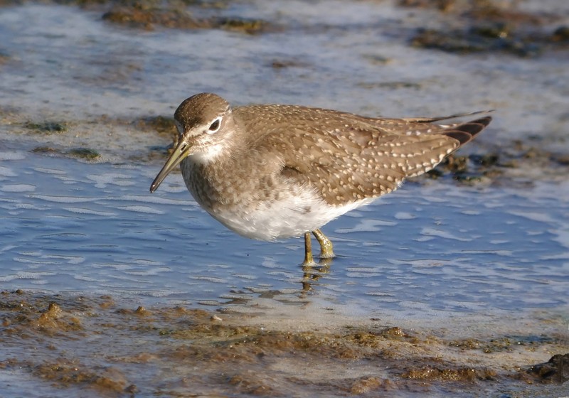Solitary Sandpiper