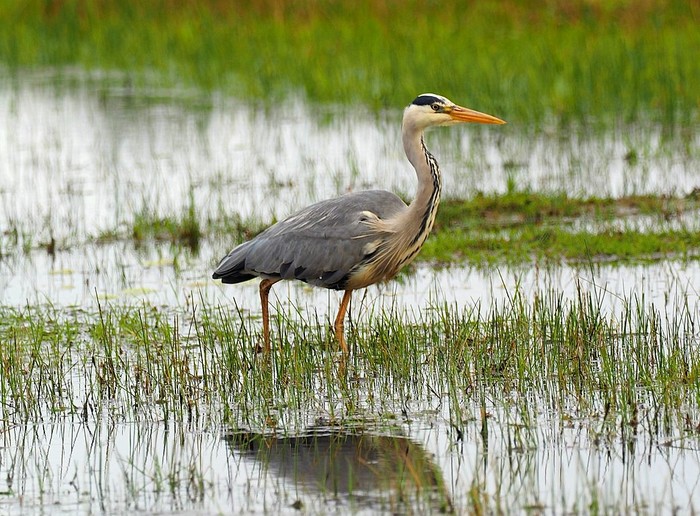 Grey Heron