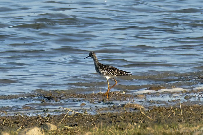 Lesser Yellowlegs