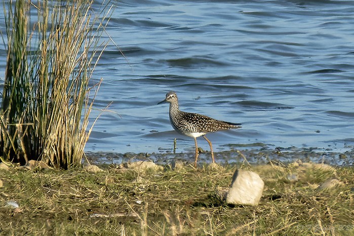 Lesser Yellowlegs