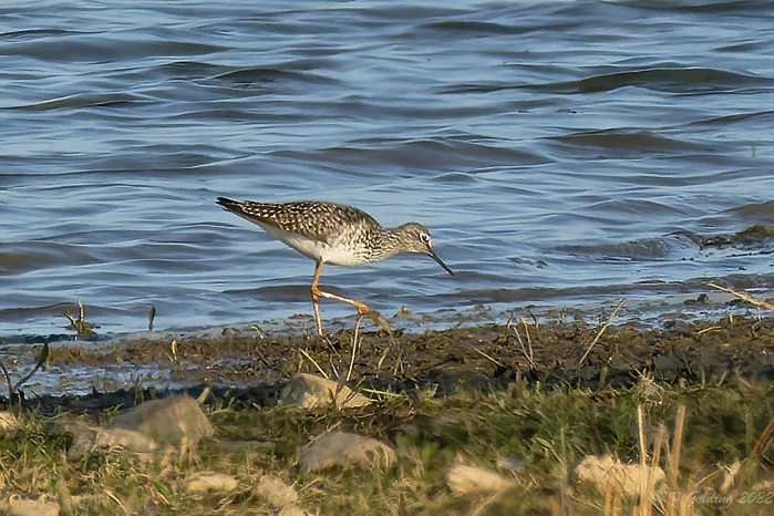 Lesser Yellowlegs