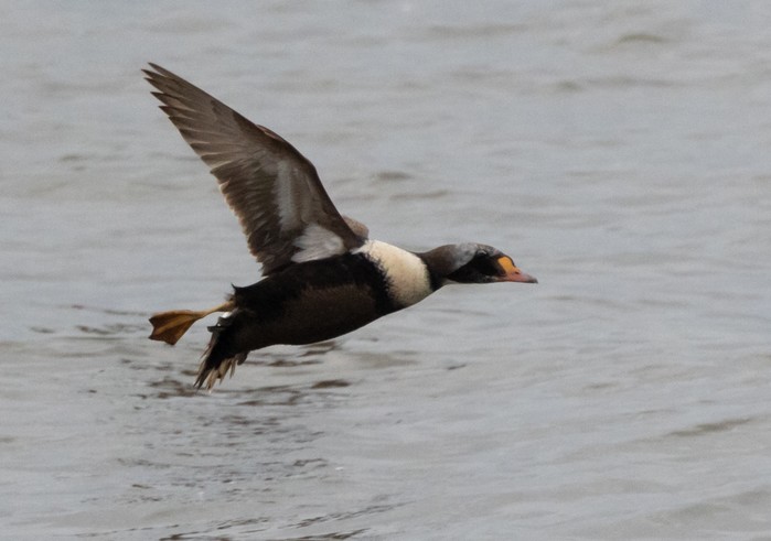 King Eider