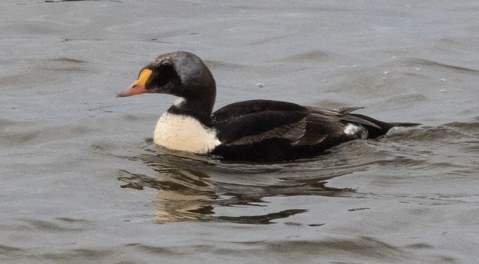 King Eider