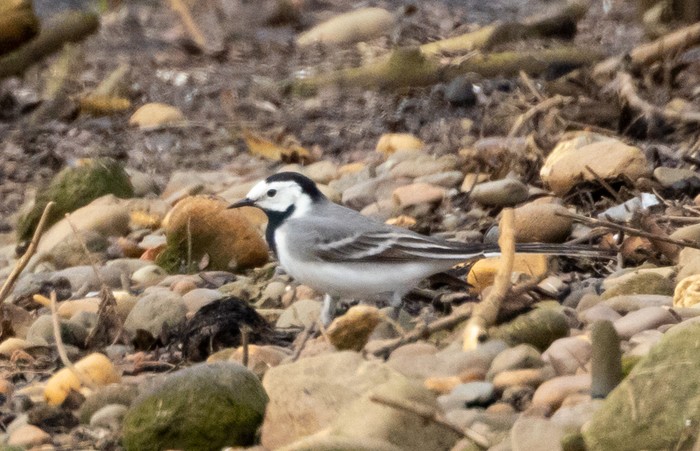 White Wagtail