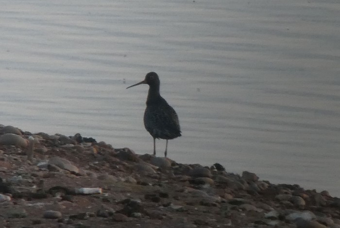 Spotted Redshank