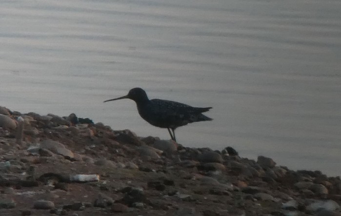 Spotted Redshank