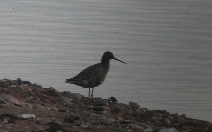 Spotted Redshank