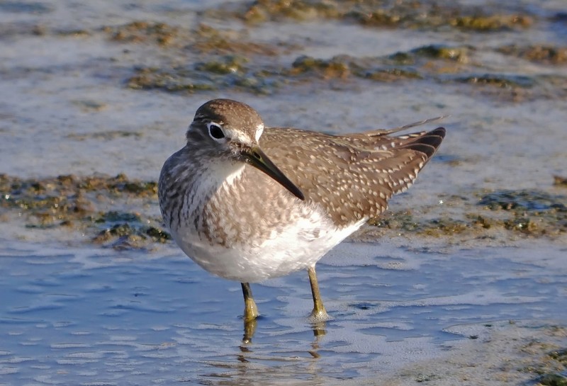 Solitary Sandpiper