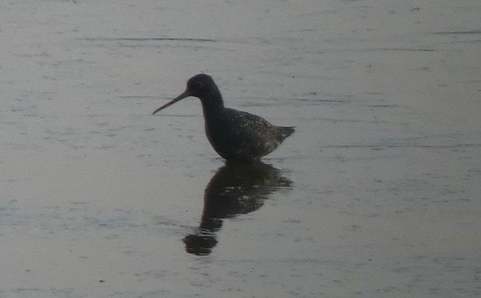 Spotted Redshank