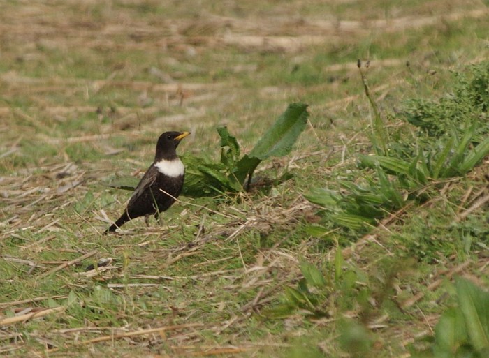 Ring Ouzel