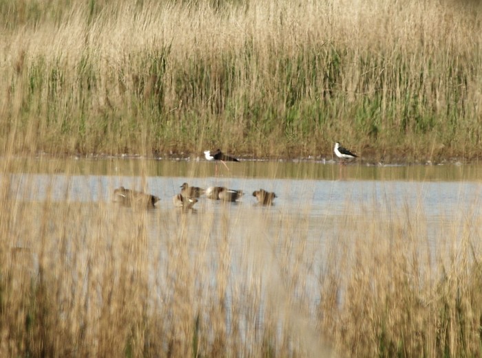 Black-winged Stilt