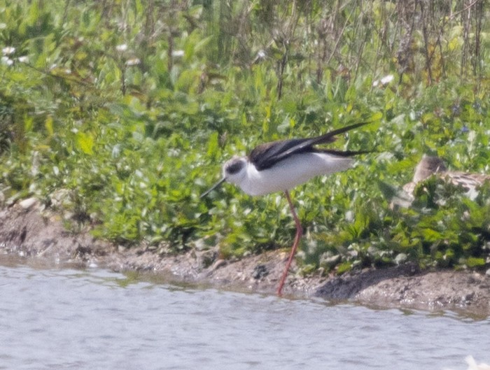 Black-winged Stilt