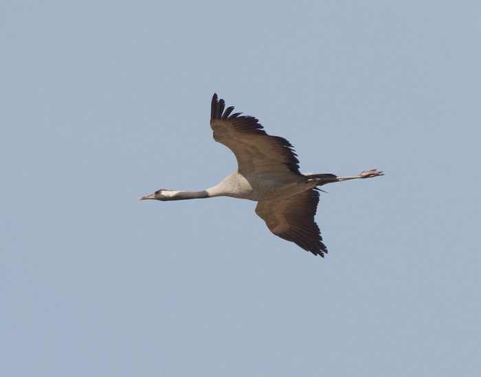 Common Crane