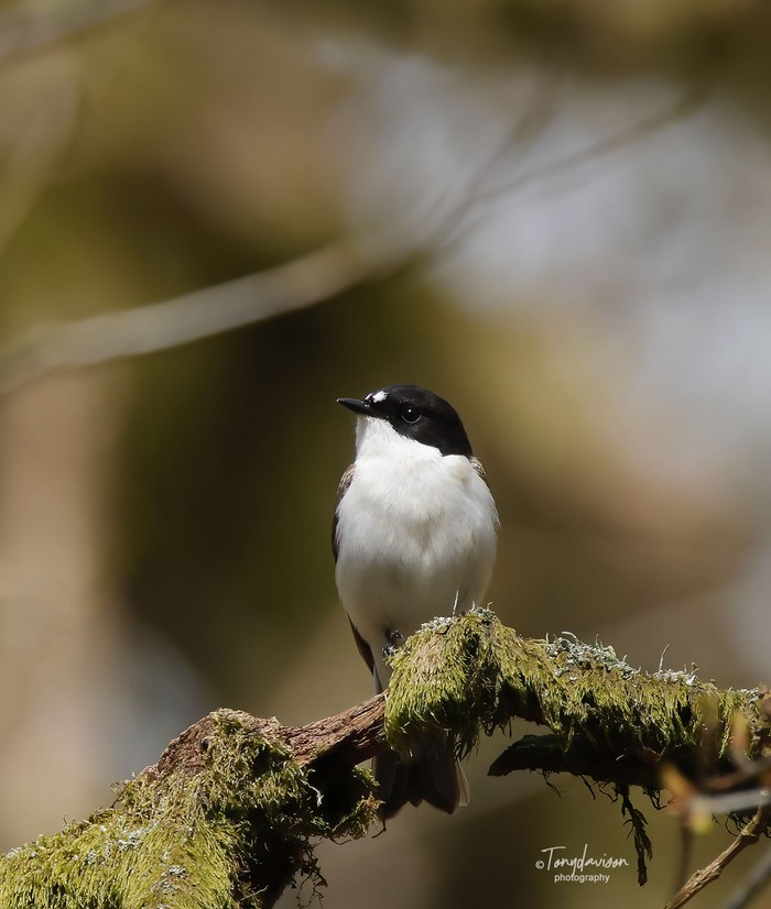 Pied Flycatcher