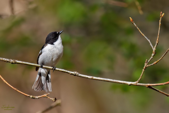 Pied Flycatcher