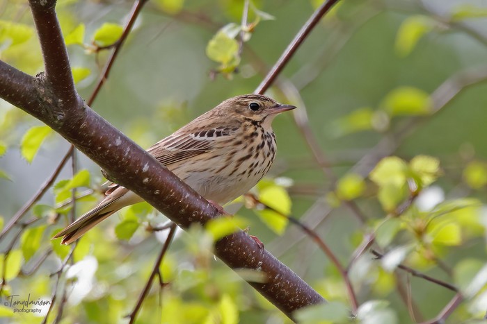 Tree Pipit