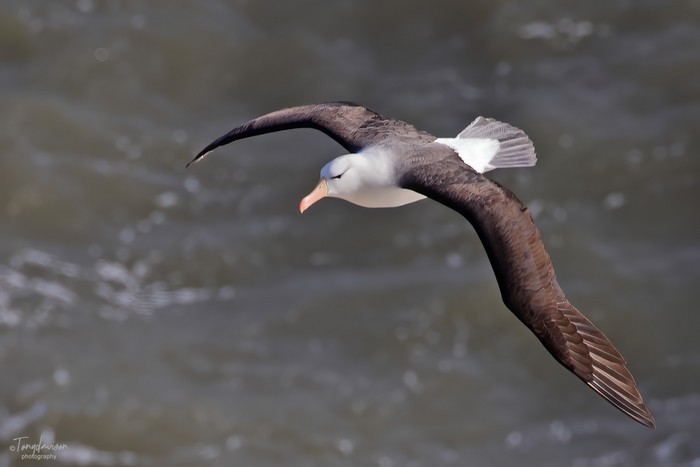 Black-browed Albatross