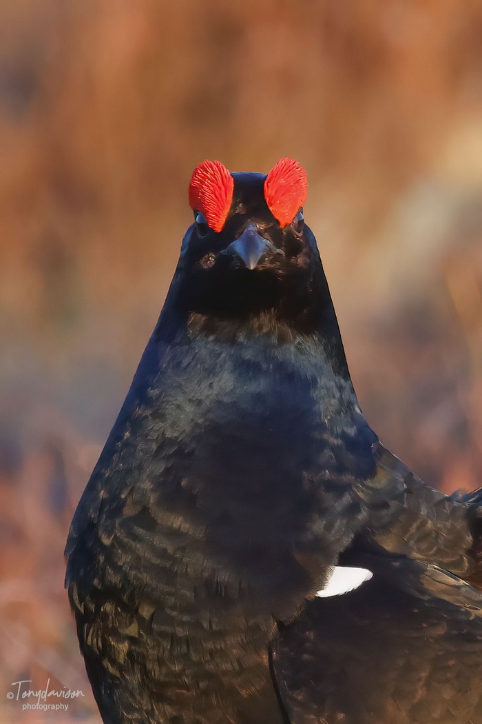 Black Grouse