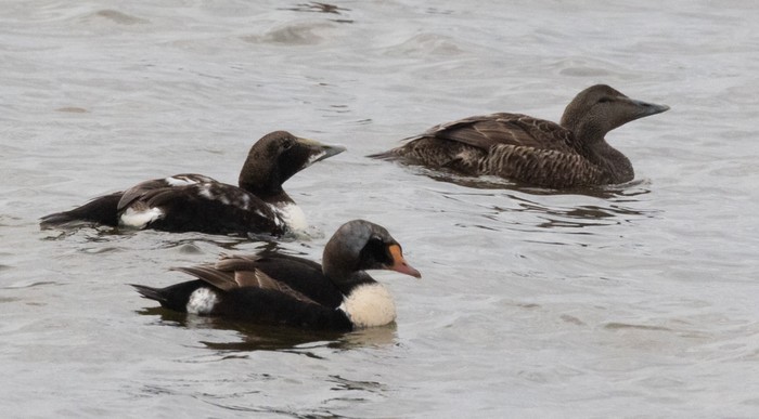 King Eider