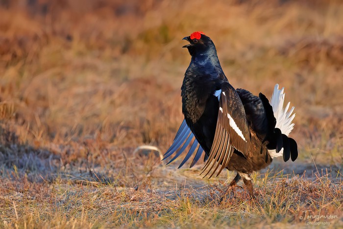 Black Grouse