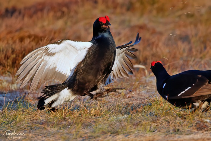 Black Grouse