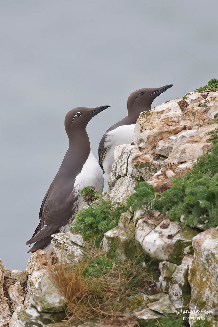 Guillemot
