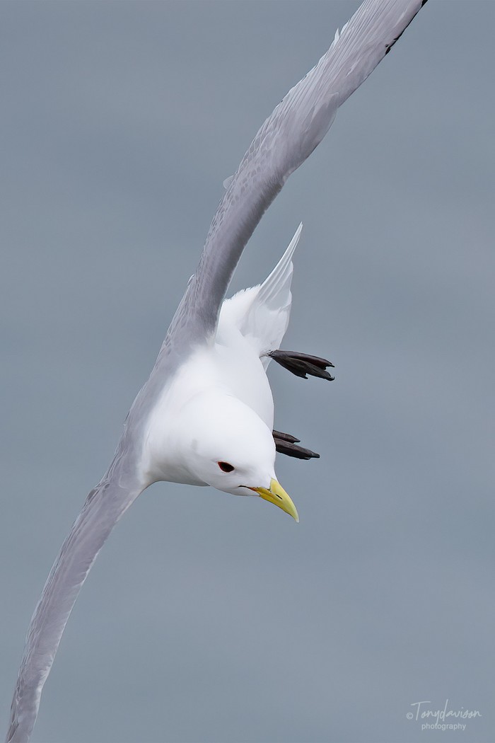 Kittiwake