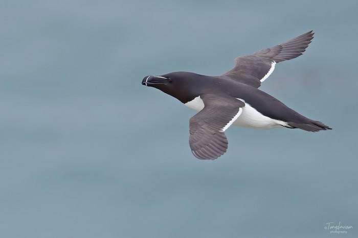 Razorbill