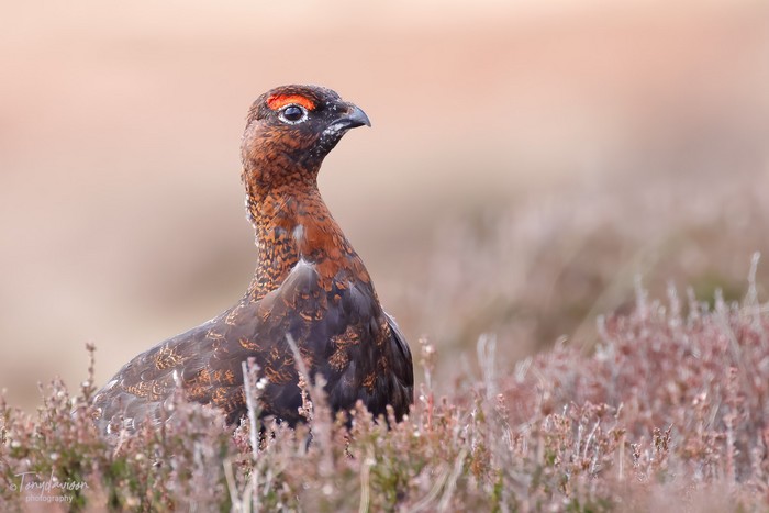 Red Grouse