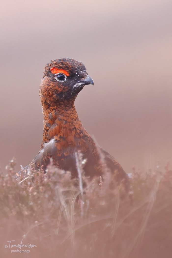 Red Grouse