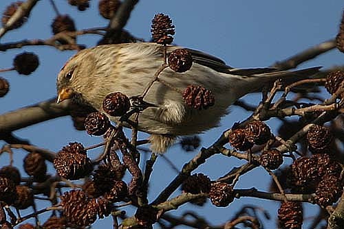 Coues's Arctic Redpoll
