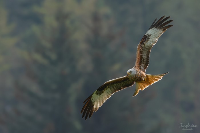 Red Kite