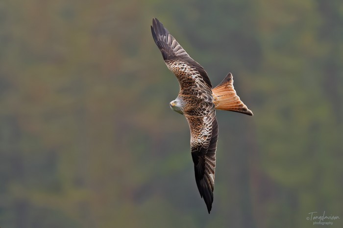 Red Kite