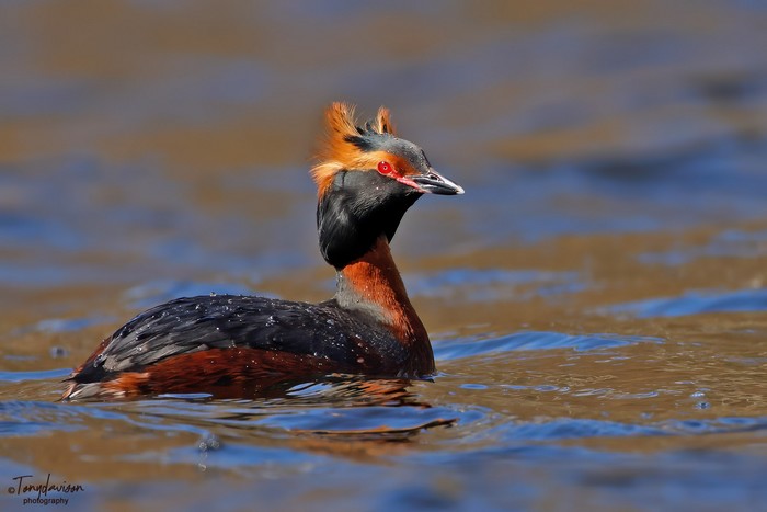 Slavonian Grebe