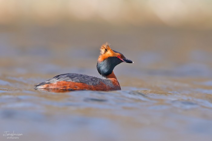 Slavonian Grebe