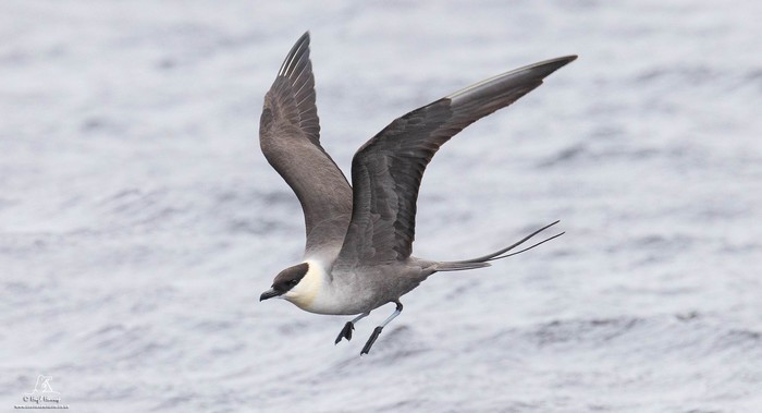 Long-tailed Skua