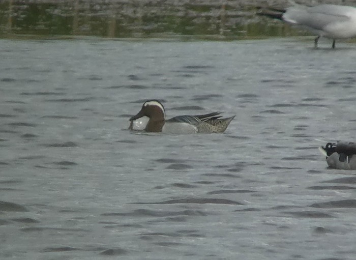 Garganey
