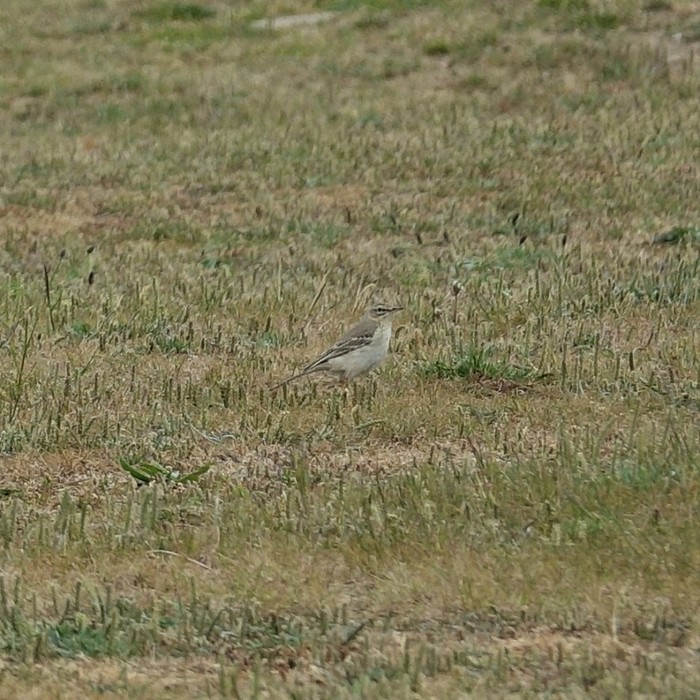 Tawny Pipit