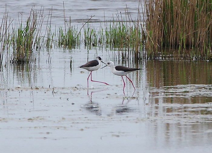 Black-winged Stilt