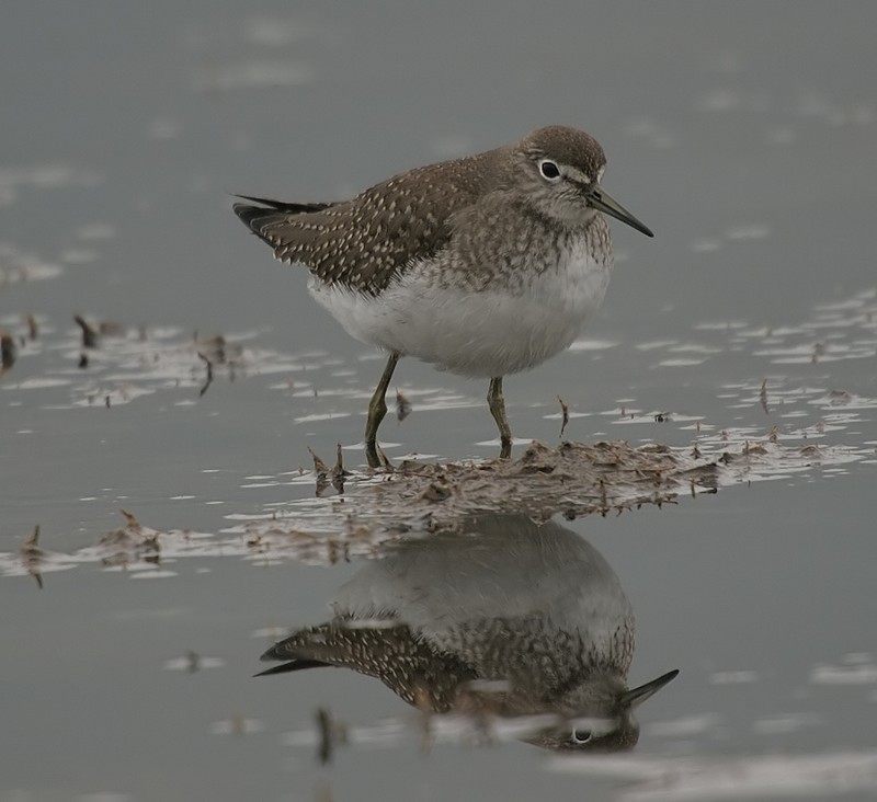 Solitary Sandpiper