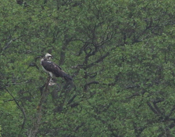 Osprey