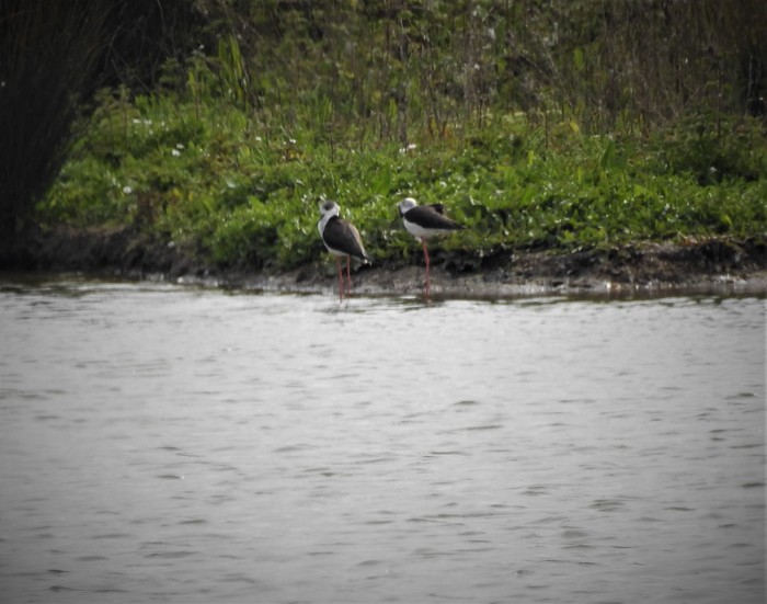 Black-winged Stilt