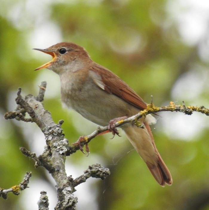 Nightingale