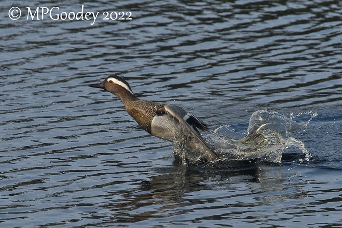 Garganey