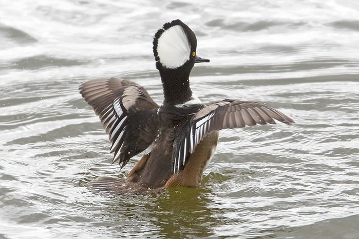 Hooded Merganser
